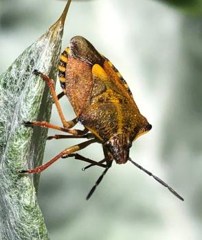Carpocoris purpureipennis